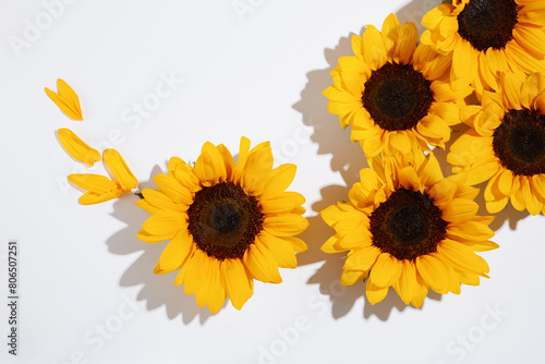High angle shot photo with sunflowers flat lay on white texture neatly arranged, vacant space for adding text or displaying product which has sunflower as the main ingredient