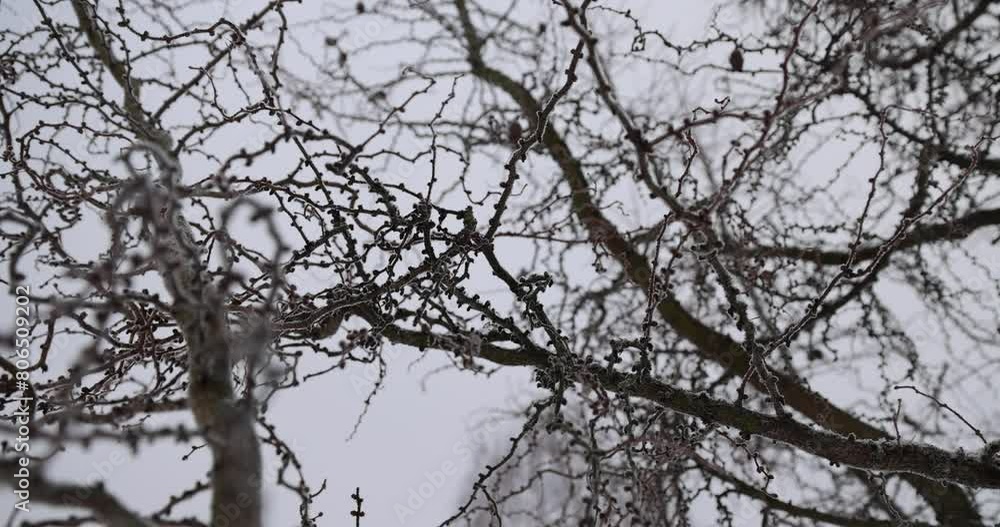 larch in winter in cloudy weather during snowfall, trees during cold weather in dim light in winter larch in winter in cloudy weather during snowfall, trees during cold weather in dim light in winter