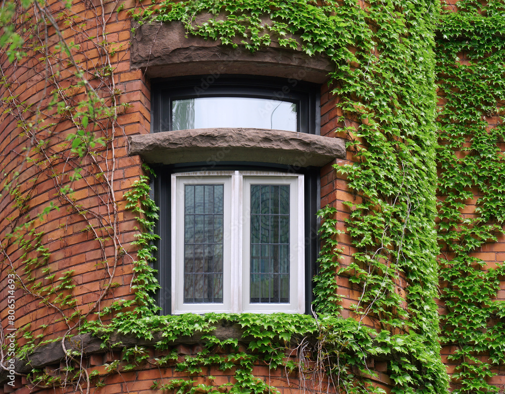 Window of house surrounded by ivy