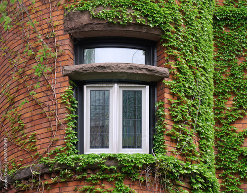 Window of house surrounded by ivy © Spiroview Inc.