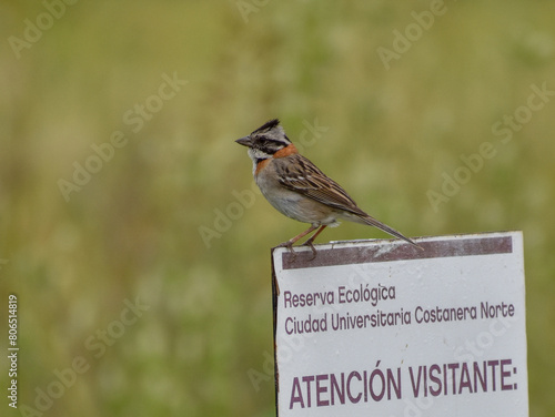 rufous-collared sparrow or Andean sparrow (Zonotrichia capensis) on a sign of reserva ecologica costanera norte ecological reserve, Buenos Aires photo