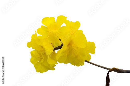 Yellow Tabebuia argentea Britton flower isolated