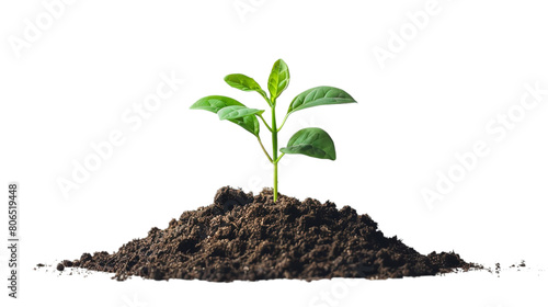 A top view of plant growing on soil on a plain transparent backdrop or PNG for gardening type poster or graphic use, Generative AI.