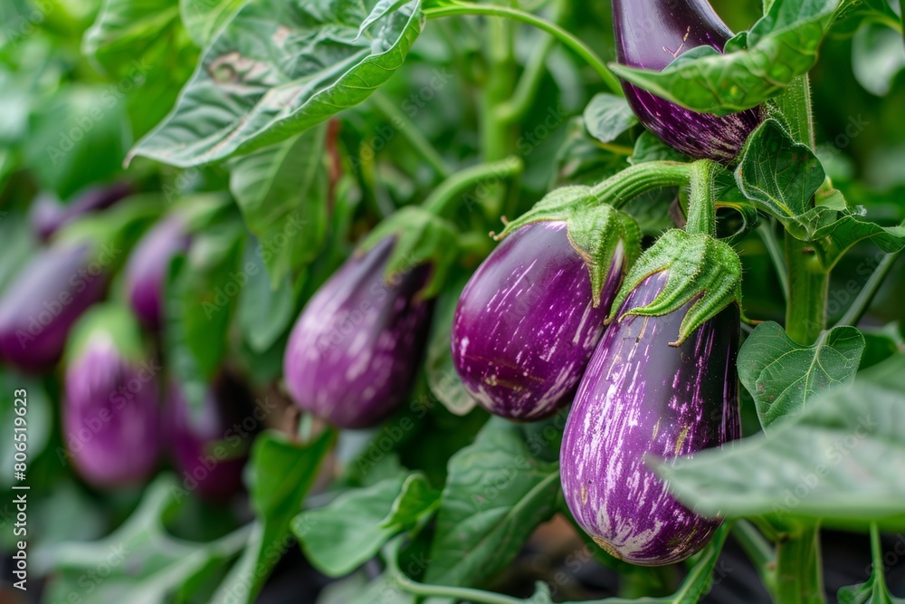 Hydroponic eggplants thriving in a greenhouse setting, demonstrating controlled cultivation for optimal yield and quality. Hydroponic eggplants thriving in a greenhouse setting, demonstrating controlled cultivation for optimal yield and quality.