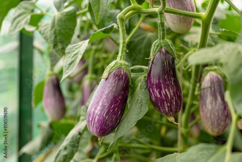 Hydroponic eggplants thriving in a greenhouse setting, demonstrating controlled cultivation for optimal yield and quality.