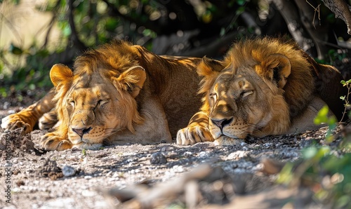 Two male lions resting in the shade. The lions are both relaxed and have their eyes closed. The sun is shining through the trees  creating a dappled pattern on the ground.