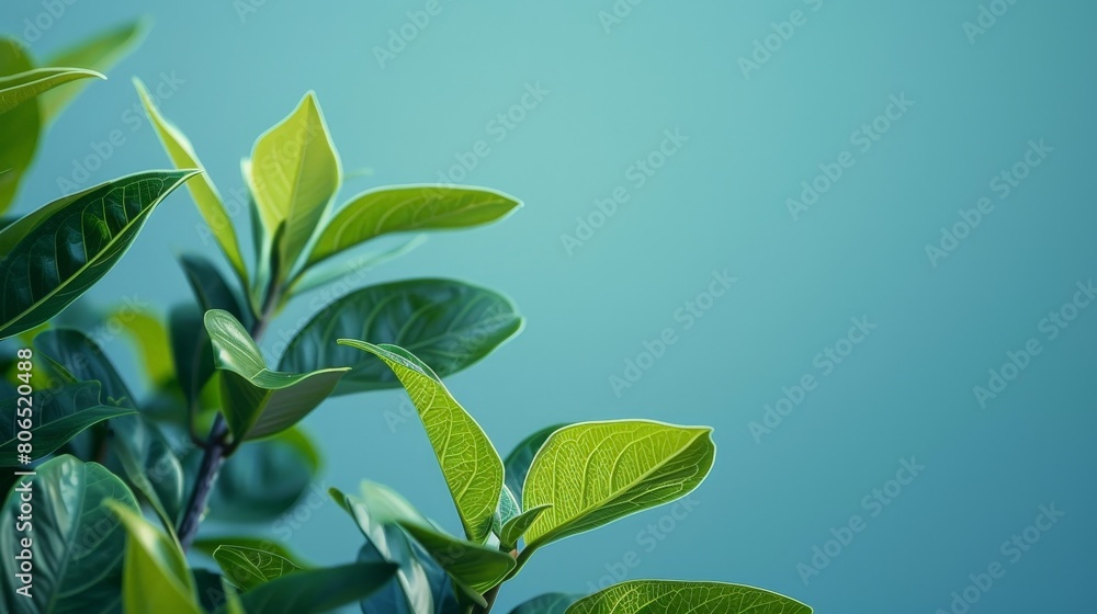 A green leaves on the green wall. A green leaves on the green wall.