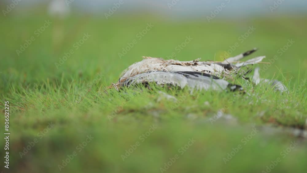 Decaying bird carcass on the lush green grass Decaying bird carcass on the lush green grass