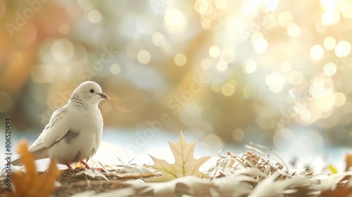 A white dove on the tree