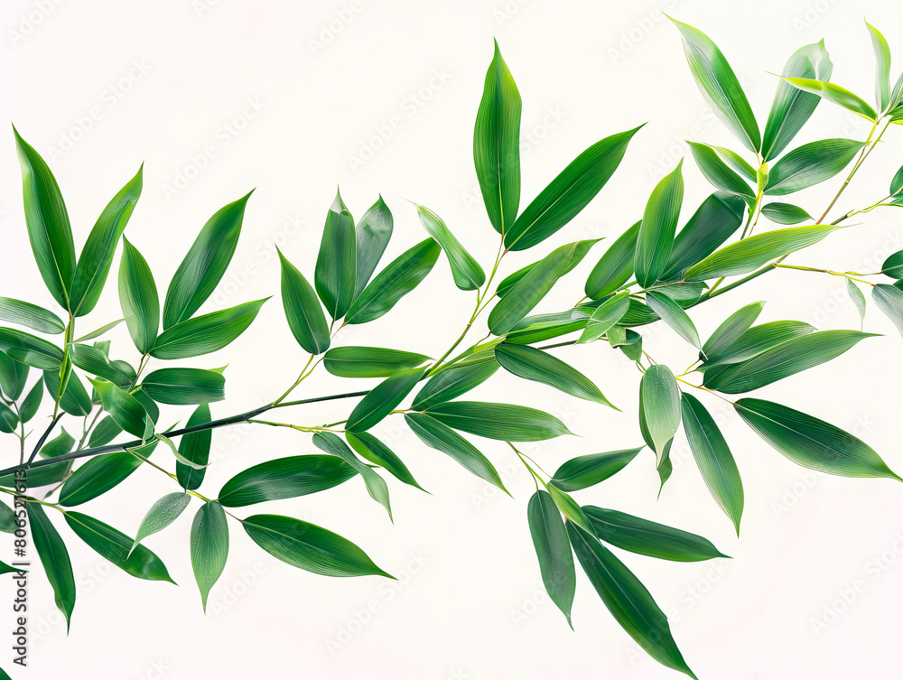 Fototapeta premium A branch of green leaves against a white background.