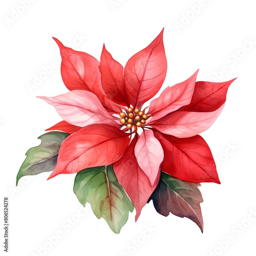 Poinsettia flower isolated on white background. Watercolor illustration