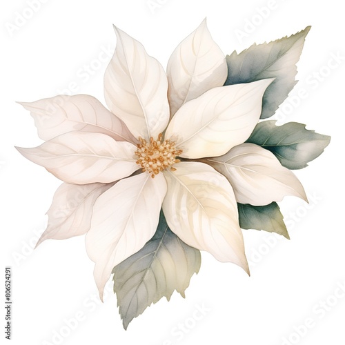 Watercolor poinsettia flower. Hand painted isolated on white background photo