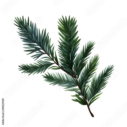 Pine branch isolated on white background. Watercolor hand drawn illustration