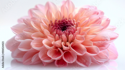 chrysanthemum flower white background © Robin