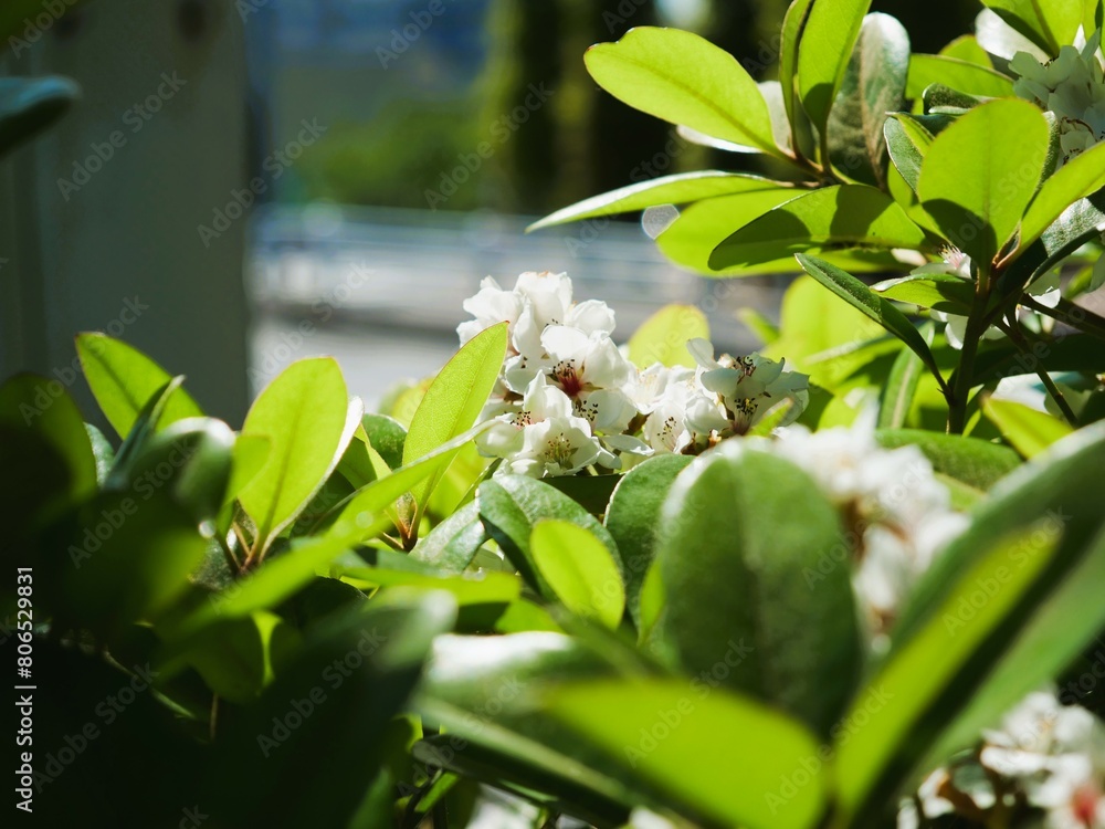 Obraz premium シャリンバイの花