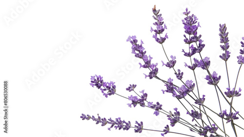 A horizontal view of pile of lavender twigs isolated on a plain background or PNG for poster or graphic use  Generative AI.