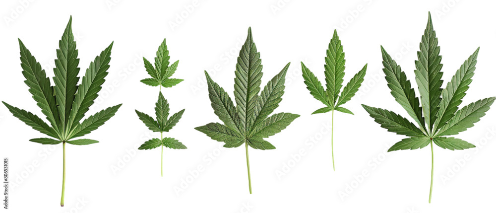 A horizontal view of marijuana cannabis leaves isolated on a plain background or PNG for poster or graphic use, Generative AI.