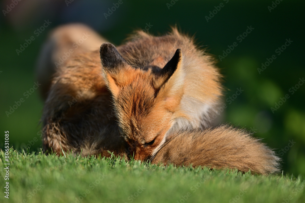 Fox Pup Playing with mother at Los Legos Golf Course