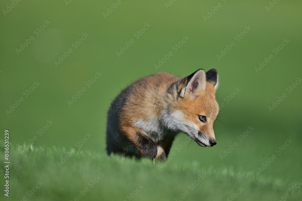 Naklejka premium Young Fox cub playing near the den