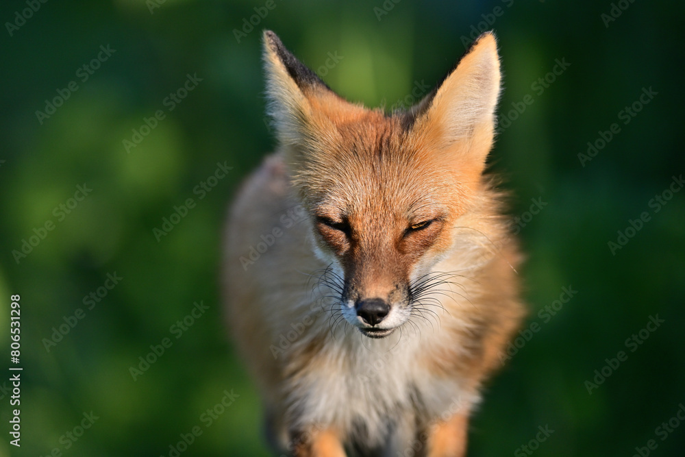 A Beautiful Portrait of a mother Fox shot at Los Golf Course, California A Beautiful Portrait of a mother Fox shot at Los Golf Course, California