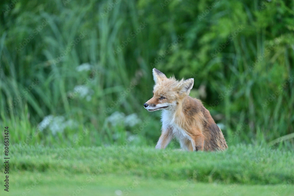 Beautiful portrait of an adult fox