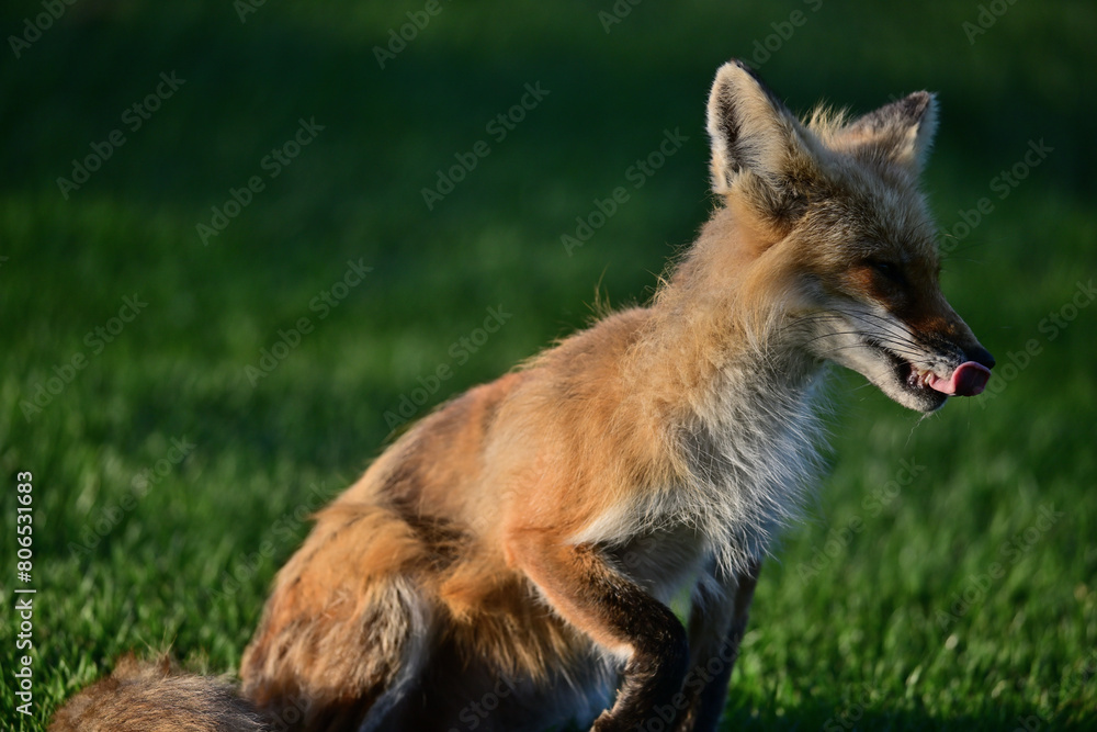 Fototapeta premium A Fox stretching and grooming her body 