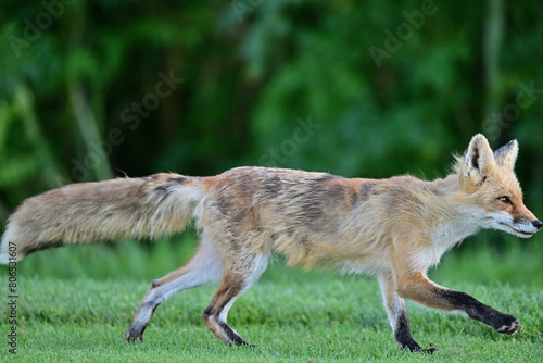 Adult Fox running around in the field