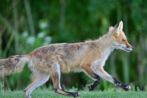 Adult Fox running around in the field