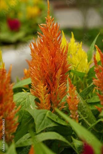 Close-up of Celosia cristata flower