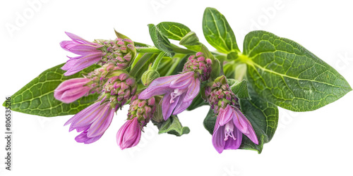 A horizontal view of comfrey herb Symphytum officinale isolated on a plain background or PNG for medicine type poster or graphic use, Generative AI. photo