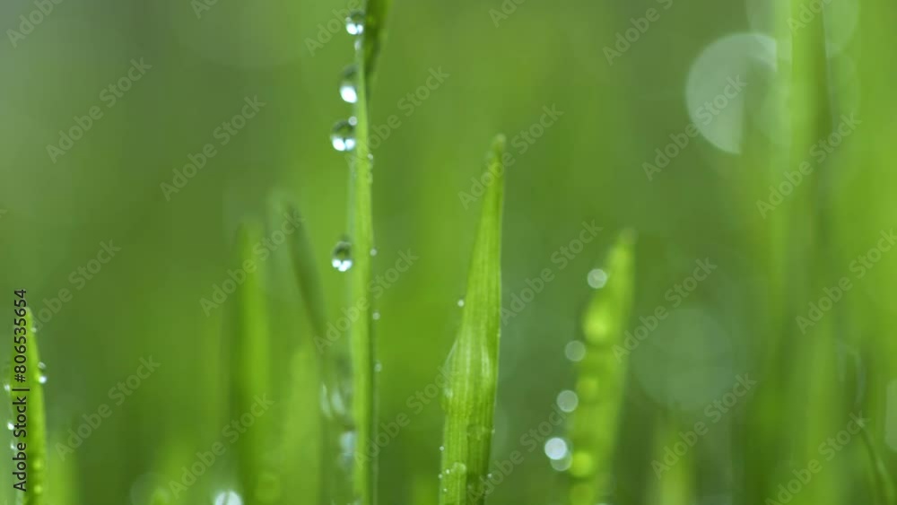 Lush green grass. Spring morning in nature, sun breaks through the stalks of grass. 4K Lush green grass. Spring morning in nature, sun breaks through the stalks of grass. 4K