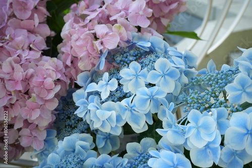 Blue, Pink and Purple Hydrangea flower on blurred background - 青 ピンク 紫色 紫陽花の花