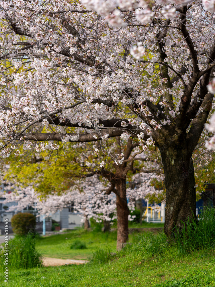 Naklejka premium 桜が咲く公園の風景