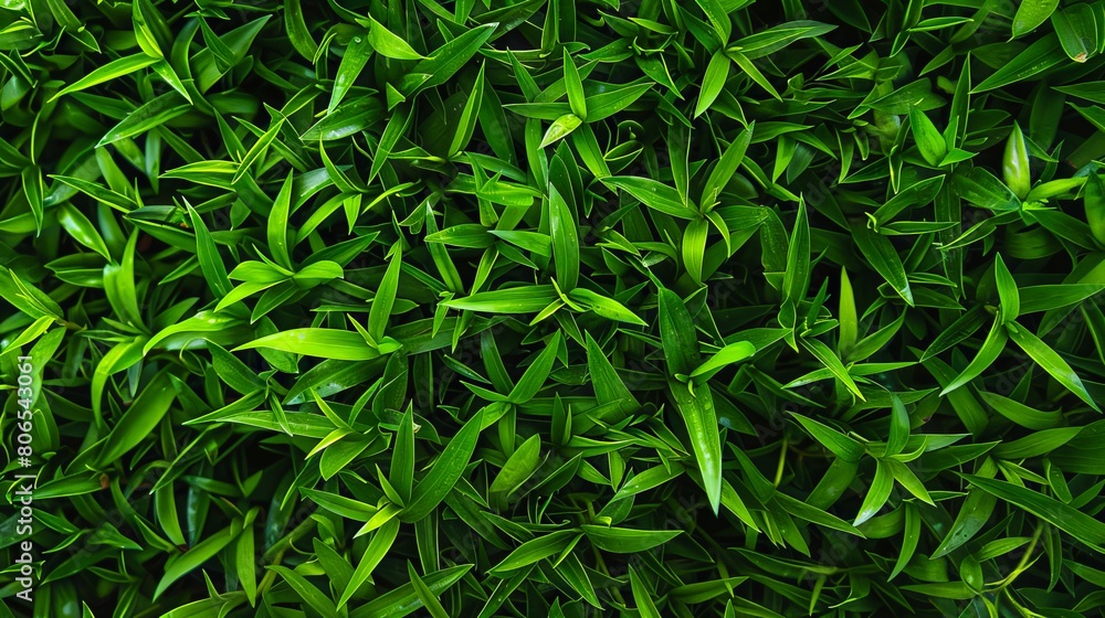 Fototapeta premium A close up of green grass.