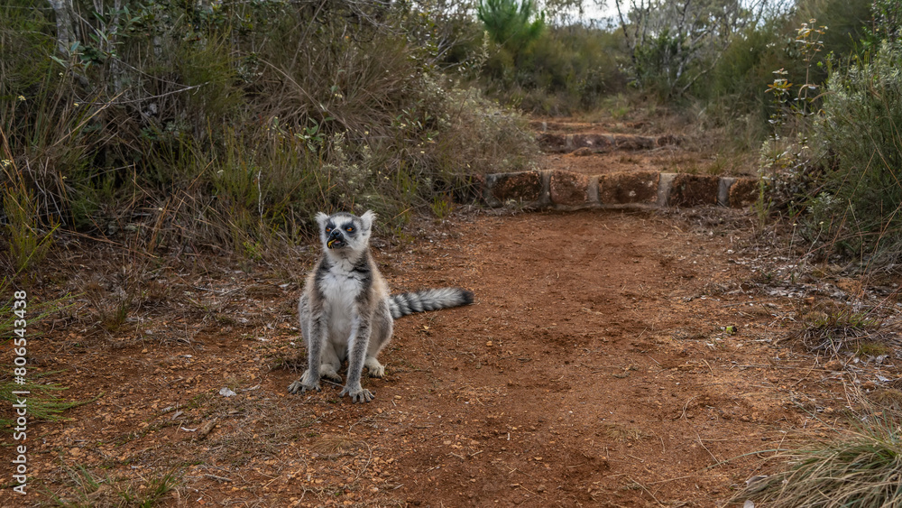 Fototapeta premium The ring-tailed Lemur catta is sitting on a red-soil dirt track, eating a banana. A charming animal with fluffy fur, a long striped tail, bright orange eyes. Madagascar. Lemur Island. Nosy Soa Park