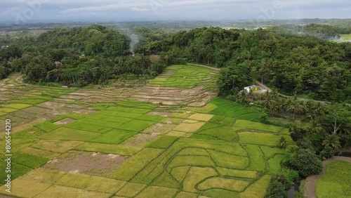 Video of green rice fields