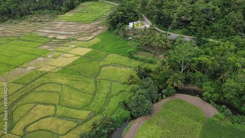 Video of rice fields with a drone