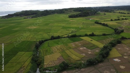 Expanse of rice fields