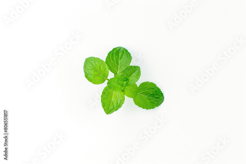 Mint leaves, vibrant freshness