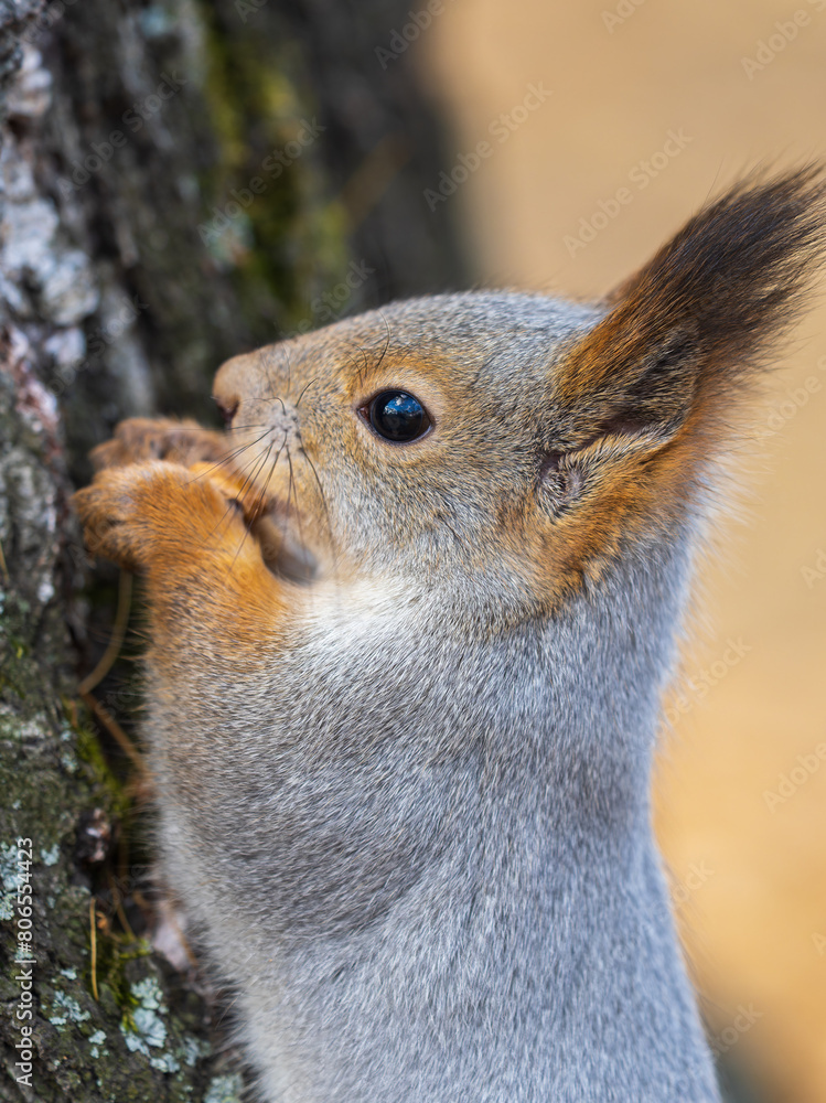 Fototapeta premium The squirrel with nut sits on a branches in the spring or summer. Portrait of the squirrel close-up