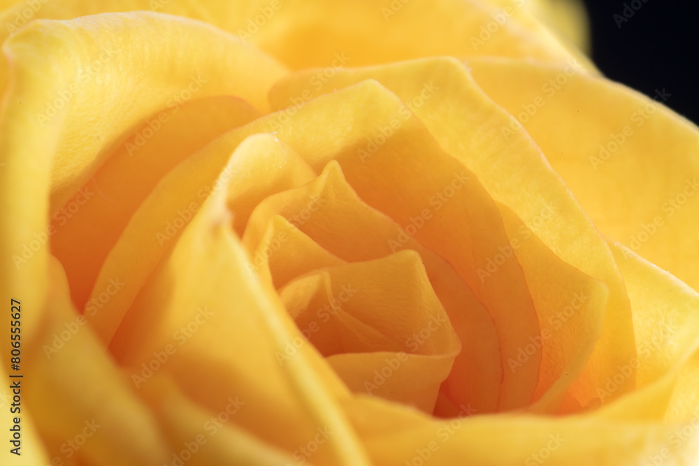 Close-up of Yellow rose