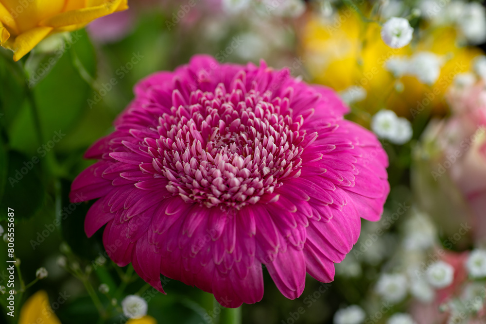 Pink margaret (Argyranthemum frutescens) in a bouquet
