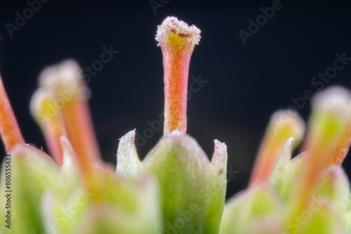 Close up of dogwood flower (Cornus florida) after petal fall