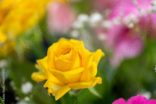 Yellow rose in a bouquet