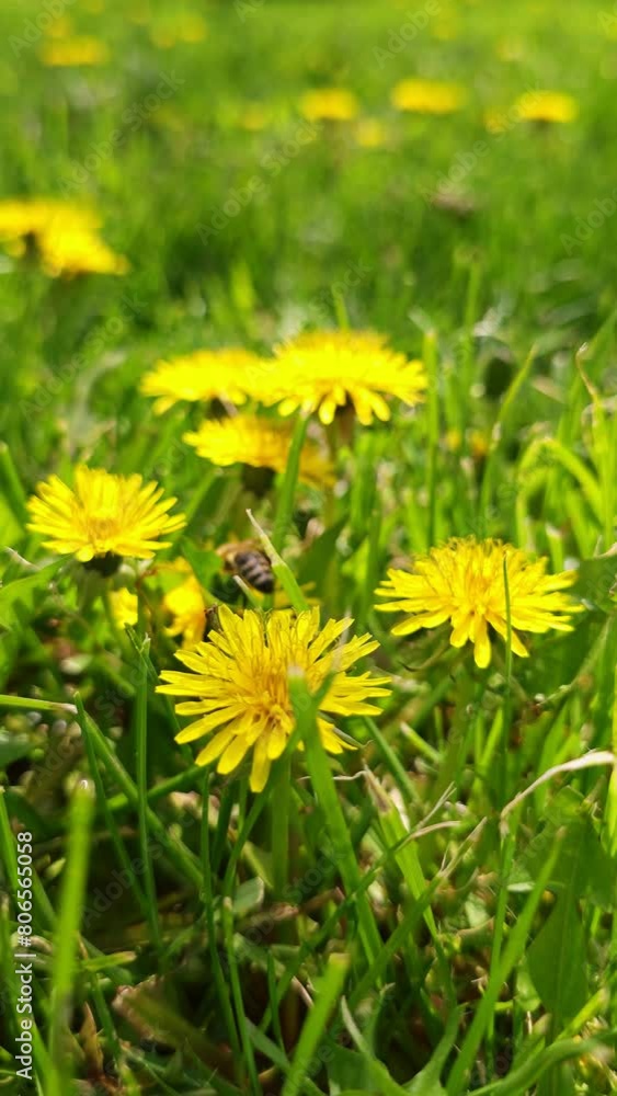 clumsy honey bee falling down while pollinating yellow dandelion flower at green grass lawn field, closeup clumsy honey bee falling down while pollinating yellow dandelion flower at green grass lawn field, closeup