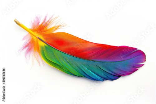 A single colorful parrot feather with a spectrum of vibrant colors