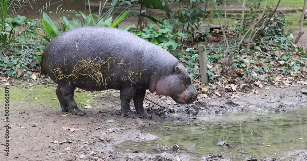Hippopotamus in mud and puddle at zoo Hippopotamus in mud and puddle at zoo