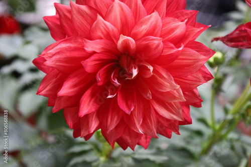 red dahlia flower