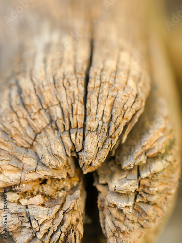 Close-up of a wooden log in decay