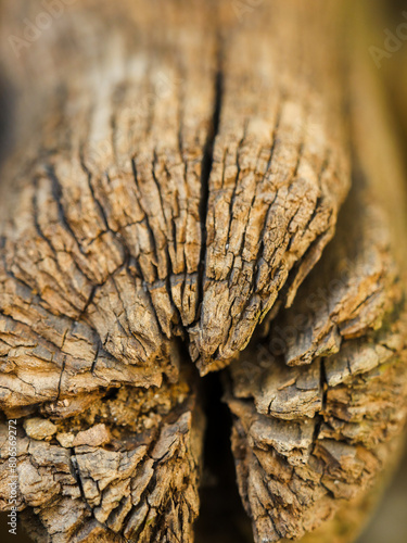 Close-up of a wood log in decay